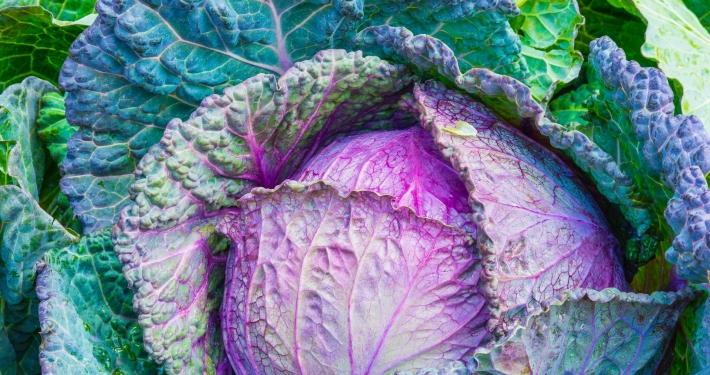Beautiful leafy cabbage with greens and purples