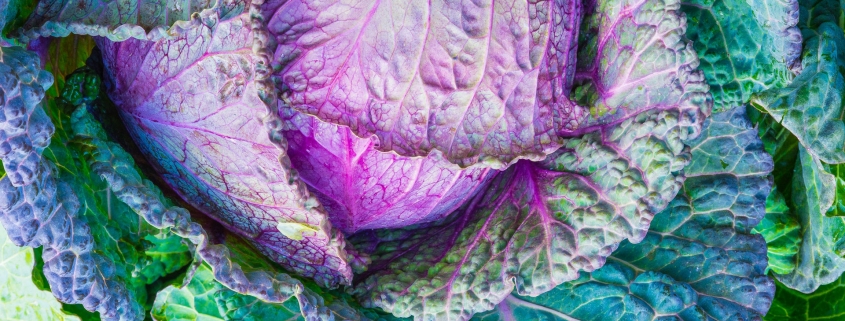 Beautiful leafy cabbage with greens and purples