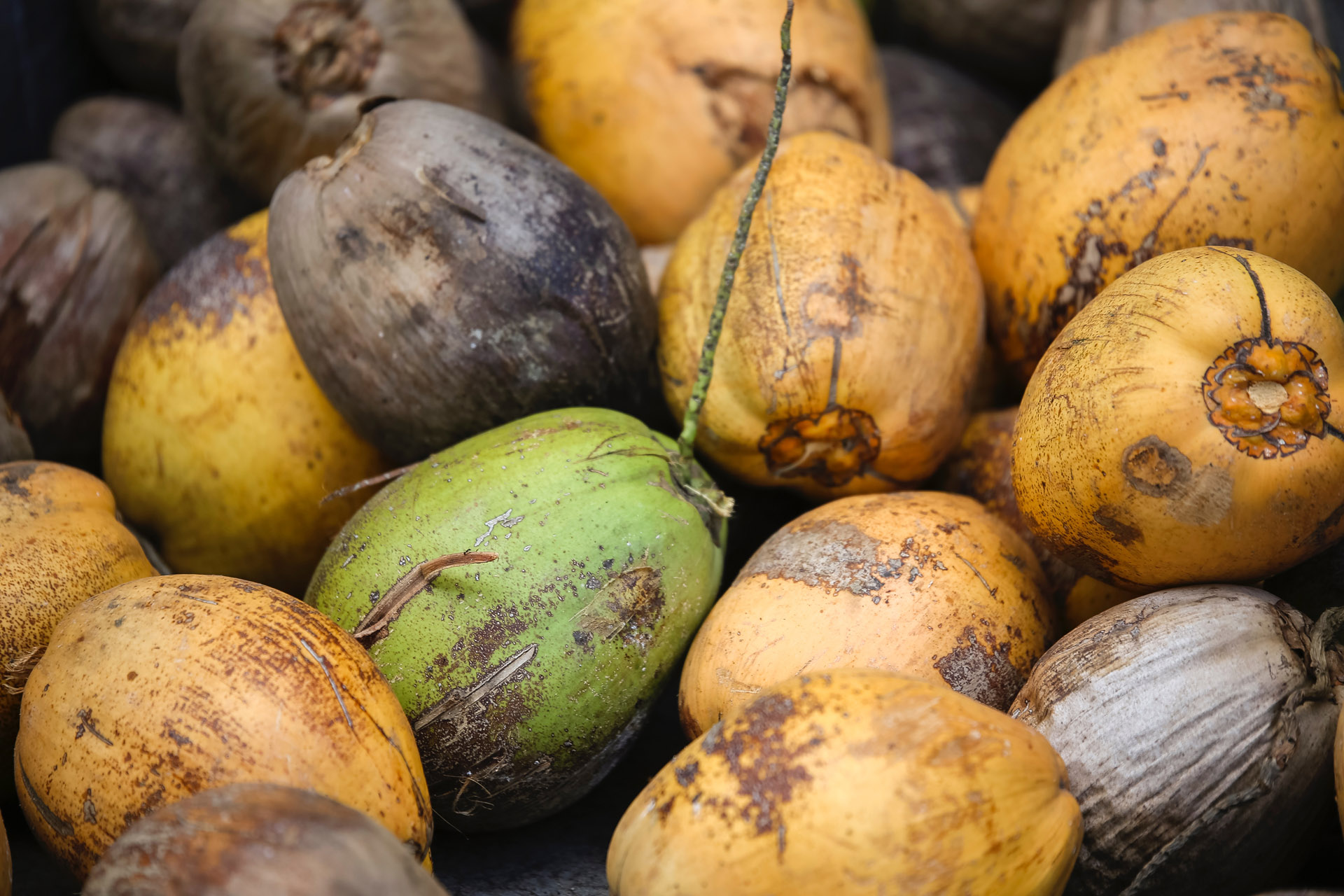 Coconut 101 • AIP Recipe Collection Coconut Products How to Use Them Coconut 101 • AIP Recipe Collection Coconut Products How to Use Them