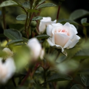 Beautiful Rose - Grieving over chronic illness