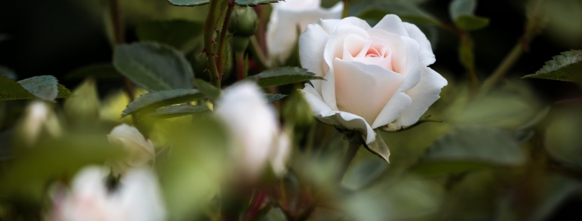 Beautiful Rose - Grieving over chronic illness