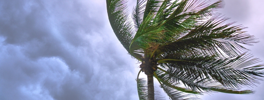 Palm tree in a storm