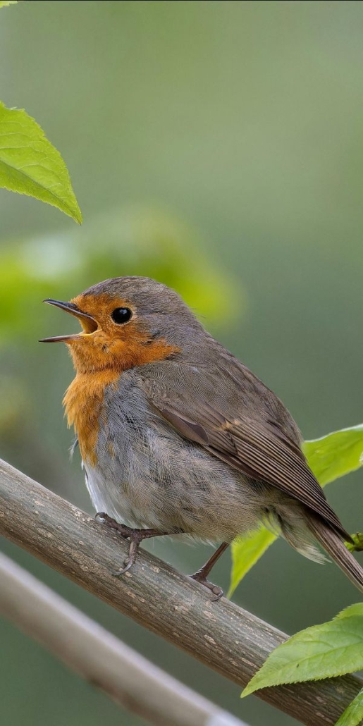 The Healing Power of Bird Song - aiprecipecollection.com Autoimmune Flare Care , Forest Bathing