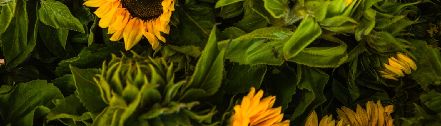 close-up-photo-of-sunflowers-1656668