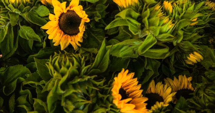 close-up-photo-of-sunflowers-1656668