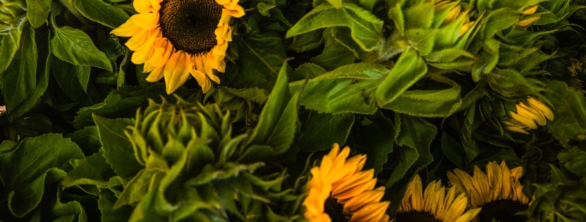 close-up-photo-of-sunflowers-1656668